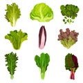 Collection of fresh salad leaves, radicchio, lettuce, spinach, arugula, rucola, mache, watercress, iceberg, collard