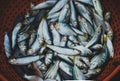 Collection of fresh Sardine fish for sale in the fishmarket Royalty Free Stock Photo