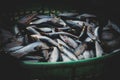 Collection of fresh Sardine fish for sale in the fishmarket