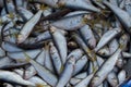 Collection of fresh Sardine fish for sale in the fishmarket Royalty Free Stock Photo