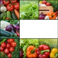 Collection fresh vegetables.Collage of vegetables. Juicy ripe vegetables . Healthy fresh food. Vegetarianism and veganism. Food