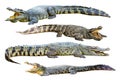 Collection of freshwater crocodile isolated on whi Royalty Free Stock Photo