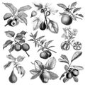 Collection of fruit illustrations Royalty Free Stock Photo