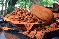 Collection of fruit and seeds food eaten by the indigenous Australian Yirrganydji Aboriginal people