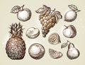 Collection fruits sketch. Hand-drawn elements such as apple, pineapple, pear, grapes, orange, lemon. Vector illustration