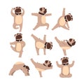 Funny Bulldog In Different Poses Of Yoga. Healthy Lifestyle. Dog Doing Physical Exercises. Cartoon Domestic Animal