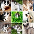 Collection of funny kitten Royalty Free Stock Photo