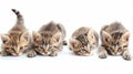 A collection of funny and playful kittens isolated on white Royalty Free Stock Photo