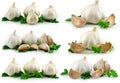 Collection of Garlic Vegetable with Green Parsley