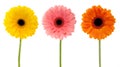 Collection gerbera daisy