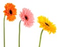 Collection gerbera daisy