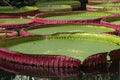 Collection of giant lily pads Royalty Free Stock Photo