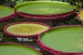 Collection of giant lily pads Royalty Free Stock Photo