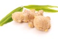 Collection of ginger root Royalty Free Stock Photo