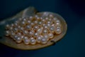 Collection of Golden Pearls on a Sea Shell Royalty Free Stock Photo