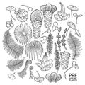 Collection of vector prehistoric plants