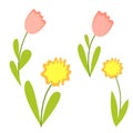 Collection with graphic spring flowers. Pink tulips and yellow daffodils. Green leaves. Simple flat cartoon style. Cute and funny.