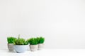 Collection of grassy artificial potted plants, copy space