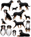 Collection of greater swiss mountain dog breed in colour image