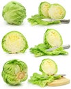 Collection of green cabbage vegetables isolated