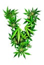 Collection of green cannabis leaves creatively arranged to form the letter V. Alphabet. Isolated