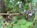 a collection of green flies landed on the branches of a cherry tree on the river bank?? Royalty Free Stock Photo