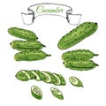 Collection of green hand drawn cucumbers. Ink and colored sketch.Whole and sliced elements isolated on white background. Royalty Free Stock Photo