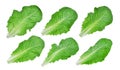 Collection of green leaf baby cos,lettuce isolated on white Royalty Free Stock Photo