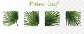 Collection green palm leaves. Tropical palm leaves isolated on transparent background. 3D realistic leaves with copy