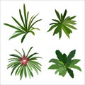 Collection of green plants, bromeliad, vector illustration Royalty Free Stock Photo
