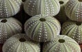 A COLLECTION OF GREEN URCHIN SHELLS