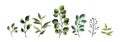 Collection of greenery leaf plant forest herbs tropical leaves
