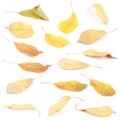 Collection group beautiful colorful autumn cherry leaves