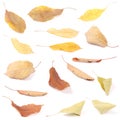 Collection group beautiful colorful autumn cherry leaves