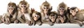Collection of group of monkey family with baby portrait on white background. Monkeys animals banner panorama long