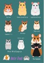 Collection of hamster breeds Royalty Free Stock Photo