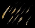 Collection of hand drawing golden paint strokes