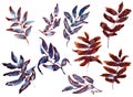 Collection of hand drawing watercolor rowan autumn leaves