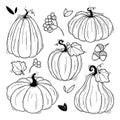 Collection of hand drawn black and white pumpkins vector illustrations. Plants sketches. Perfect for recipes, menu