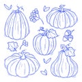 Collection of hand drawn black and white pumpkins vector illustrations. Plants sketches. Perfect for recipes, menu