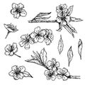 Collection of hand drawn blossoming cherry branches with flowers and leaves isolated on wite