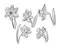 Collection of hand drawn daffodils Royalty Free Stock Photo