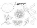 Collection of hand drawn elements, lemon, leaves