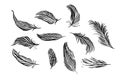 Collection of hand drawn feather. Brush pen ink illustration. Is Royalty Free Stock Photo