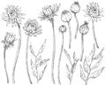 Collection of hand drawn flowers and brunchs. Black and white
