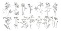 Collection of hand drawn flowers and herbs. Botanical plant illustration. Vintage medicinal herbs sketch set of ink hand Royalty Free Stock Photo