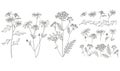 Collection of hand drawn flowers and herbs. Botanical plant illustration. Vintage medicinal herbs sketch set of ink hand Royalty Free Stock Photo