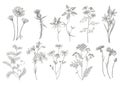 Collection of hand drawn flowers and herbs. Botanical plant illustration. Vintage medicinal herbs sketch set of ink hand Royalty Free Stock Photo