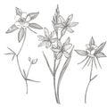 Collection of hand drawn flowers and plants. Botany. Set. Vintage flowers. Black and white illustration in the style of Royalty Free Stock Photo