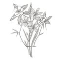 Collection of hand drawn flowers and plants. Botany. Set. Vintage flowers. Black and white illustration in the style of Royalty Free Stock Photo